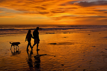 Dr. Alexander-March 2013-Sunset Dog- Pet Hospice.jpg